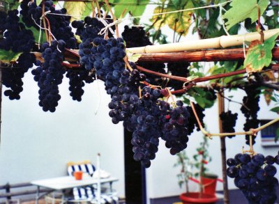 Blauer Bernburger Wein Trauben